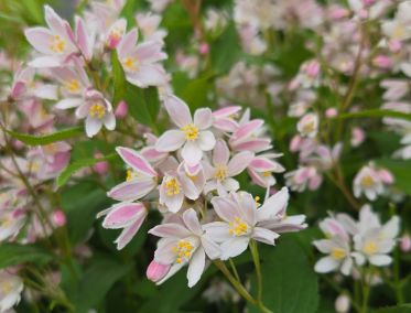 Deutzia Shrubs Yuki Cherry Blossom