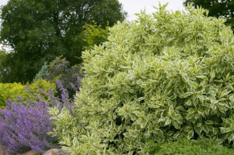 Dogwood Shrubs Ivory Halo