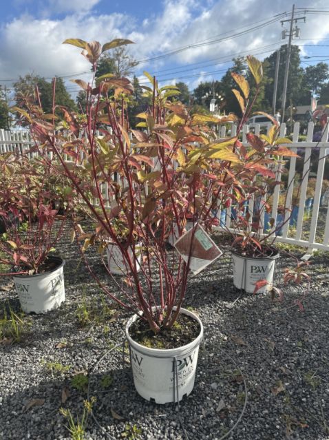 Dogwood Shrubs Arctic Fire Red