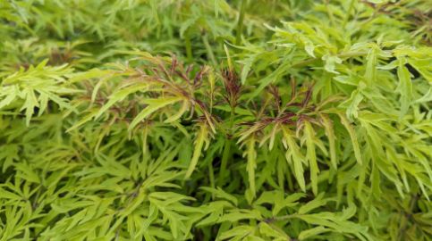 Elderberry Shrubs Lemony Lace