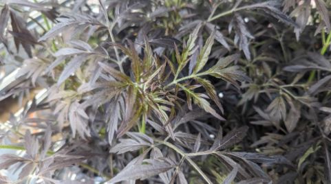 Elderberry Shrubs Black Lace