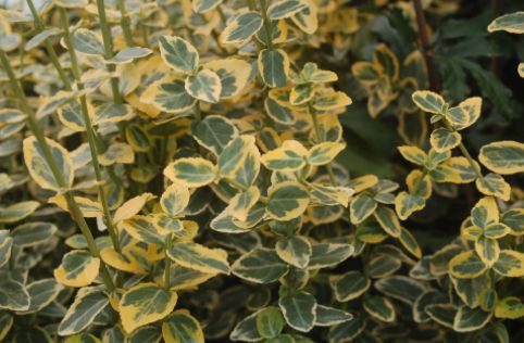 Euonymous Shrubs Emerald and Gold