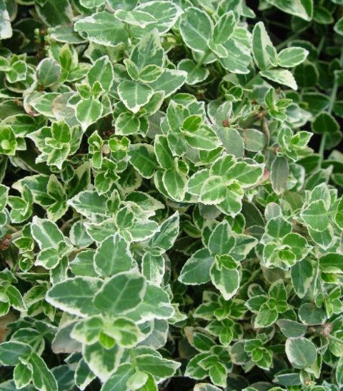 Euonymous Shrubs Emerald Gaiety