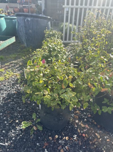 Euonymous Shrubs Emerald Gaiety, Size: #2
