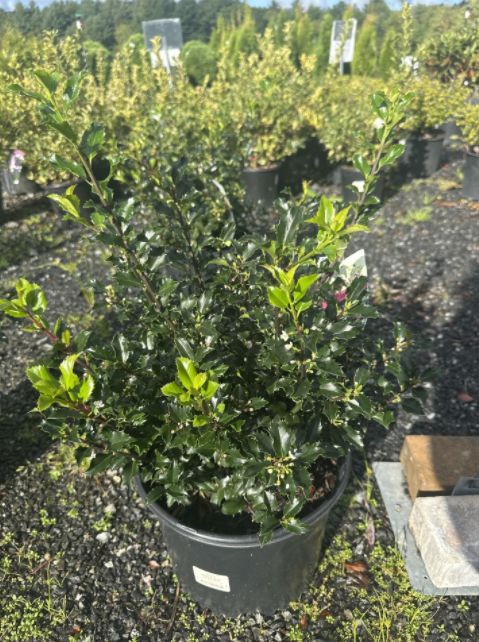 Holly Shrubs Berryific