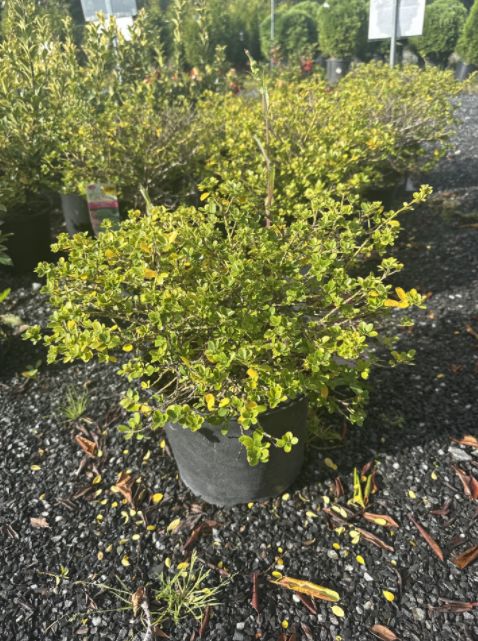 Holly Shrubs Helleri