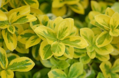 Euonymous Shrubs Gold Splash