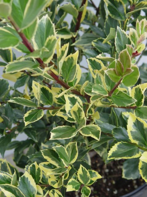 Holly Shrubs Honey Maid
