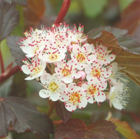 Ninebark Shrubs Summer Wine