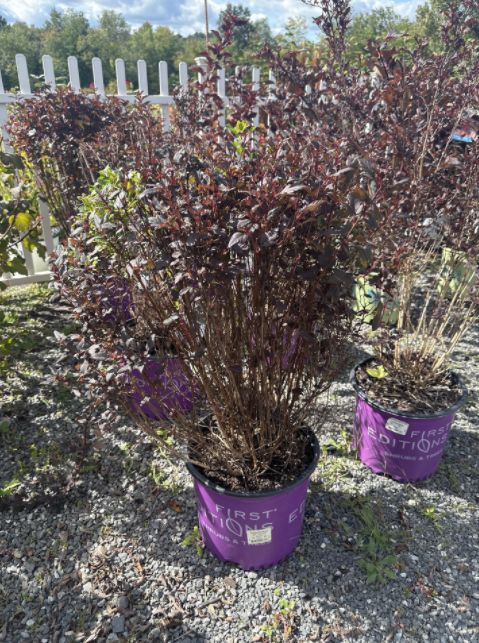 Ninebark Shrubs Little Devil