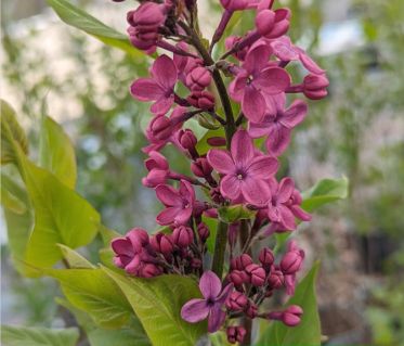 Lilac Shrubs Declaration