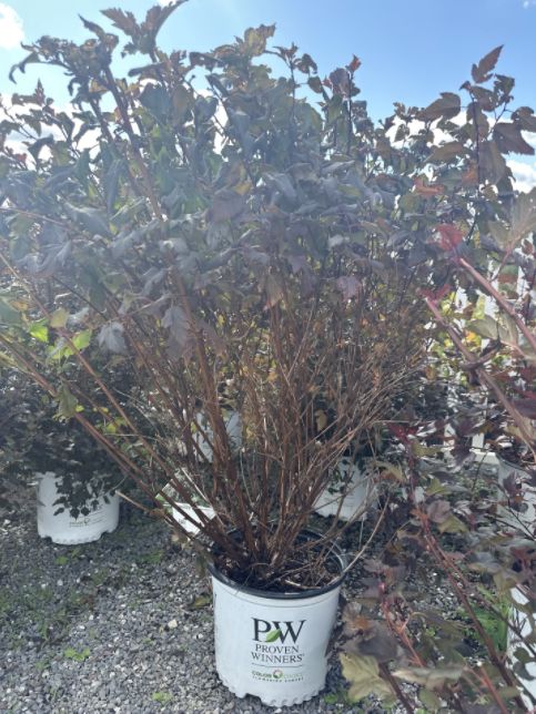 Ninebark Shrubs Tiny Wine