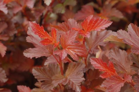 Ninebark Shrubs Center Glow