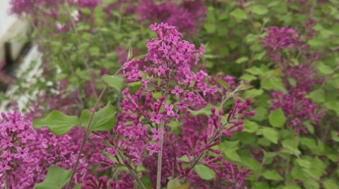 Lilac Shrubs Bloomerang Dark Purple
