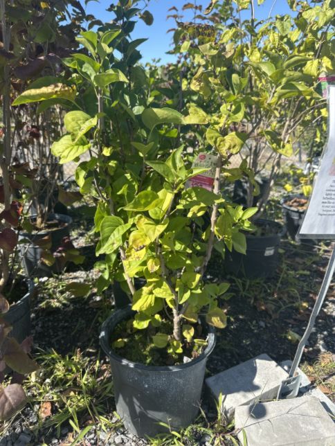 Lilac Shrubs Yankee Doodle