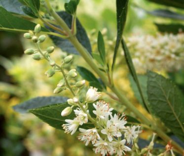 Summersweet Shrubs Hummingbird