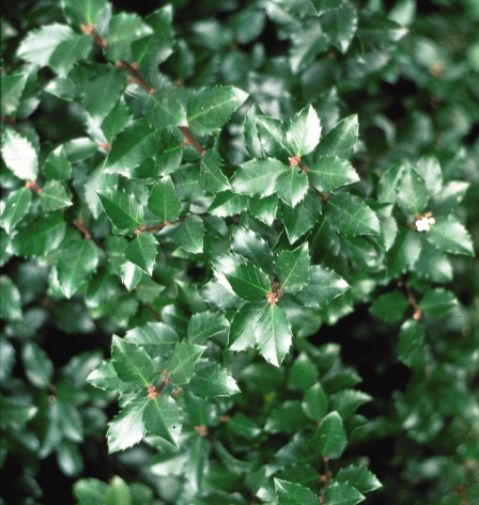 Winterberry Shrubs Jim Dandy