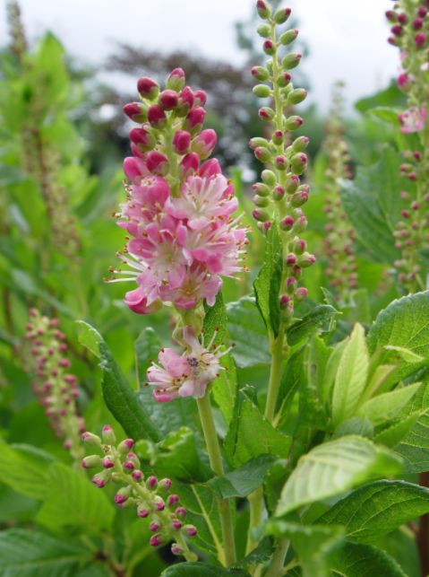 Summersweet Shrubs Ruby Spice
