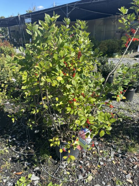 Winterberry Shrubs Magical Showtime