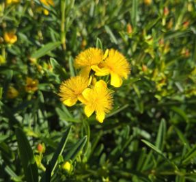 St. John's Wort Sunny Boulevard