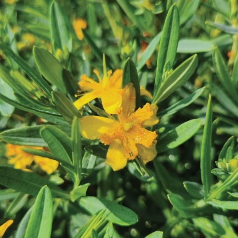 St. John's Wort Cobalt &amp; Gold
