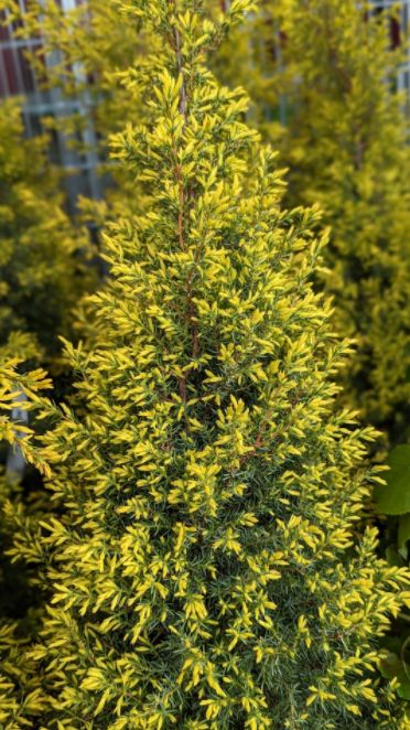 Juniper Shrubs Gold Cone