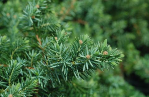 Juniper Shrubs Blue Pacific