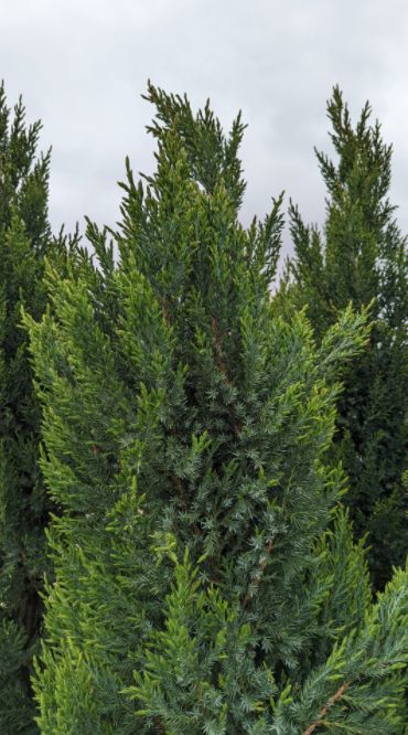 Juniper Shrubs Blue Point