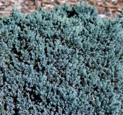 Juniper Shrubs Blue Star