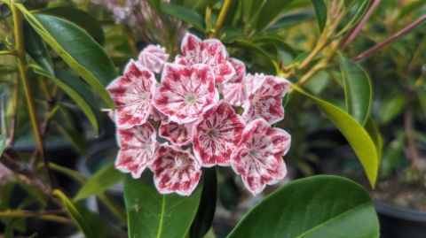 Mountain Laurel Shrubs Carousel