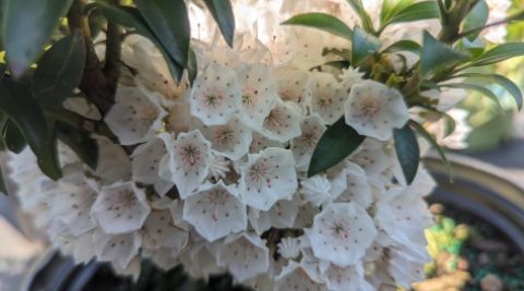 Mountain Laurel Shrubs Elf