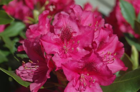 Rhododendron Shrubs Nova Zembla
