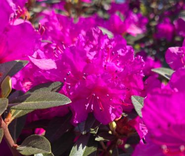 Rhododendron Shrubs PJM Elite
