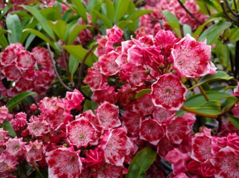 Mountain Laurel Shrubs Kaleidoscope