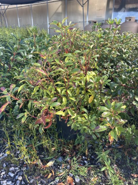 Mountain Laurel Shrubs Raspberry Glow