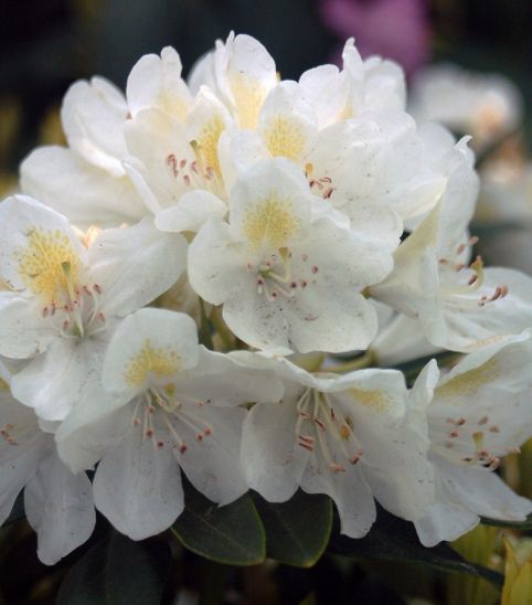 Rhododendron Shrubs Chionoides