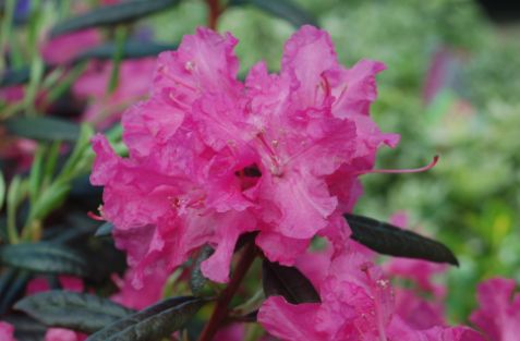 Rhododendron Shrubs Landmark