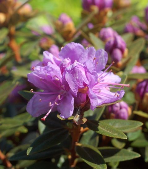 Rhododendron Shrubs Purple Gem