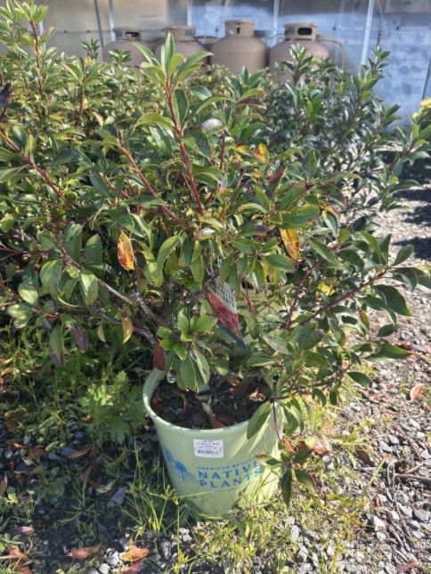Mountain Laurel Shrubs Pink Charm