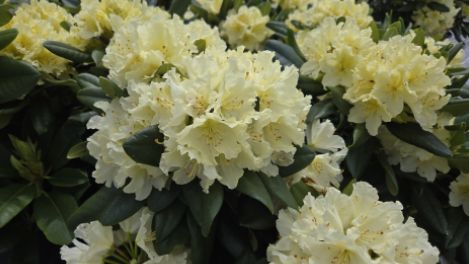 Rhododendron Shrubs Capistrano
