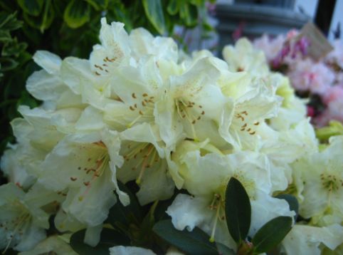Rhododendron Shrubs Towhead