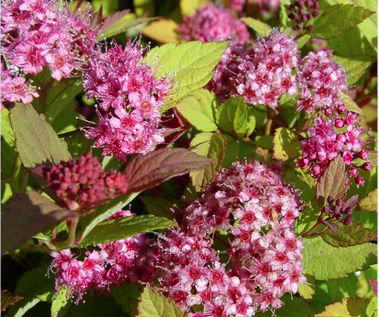 Spirea Shrubs Magic Carpet