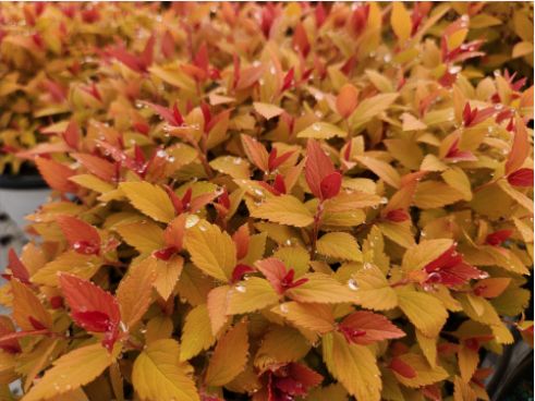 Spirea Shrubs Double Play Candy Corn