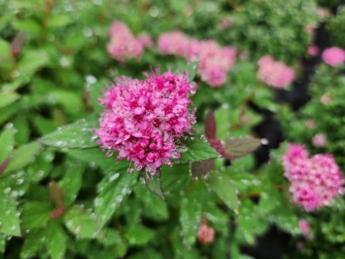 Spirea Shrubs Poprocks Petite