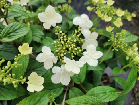 Viburnum Shrubs Summer Snowflake