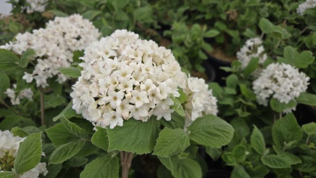 Viburnum Shrubs Spice Island
