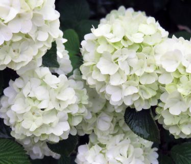 Viburnum Shrubs Opening Day