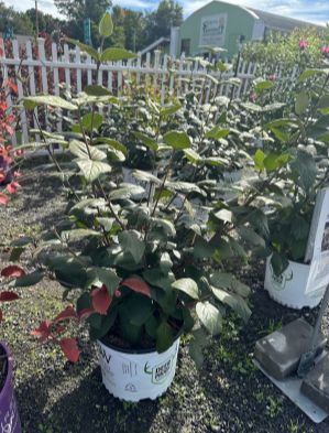 Viburnum Shrubs Spice Baby