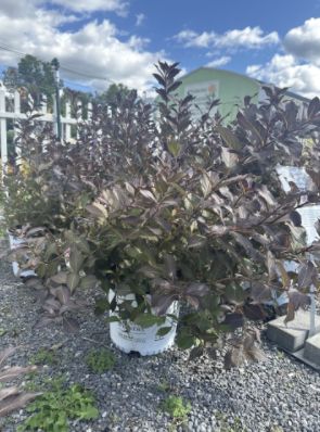 Weigela Shrubs Very Fine Wine