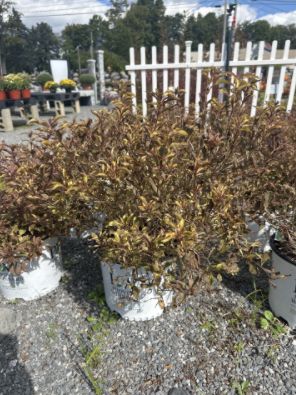 Weigela Shrubs Bubbly Wine